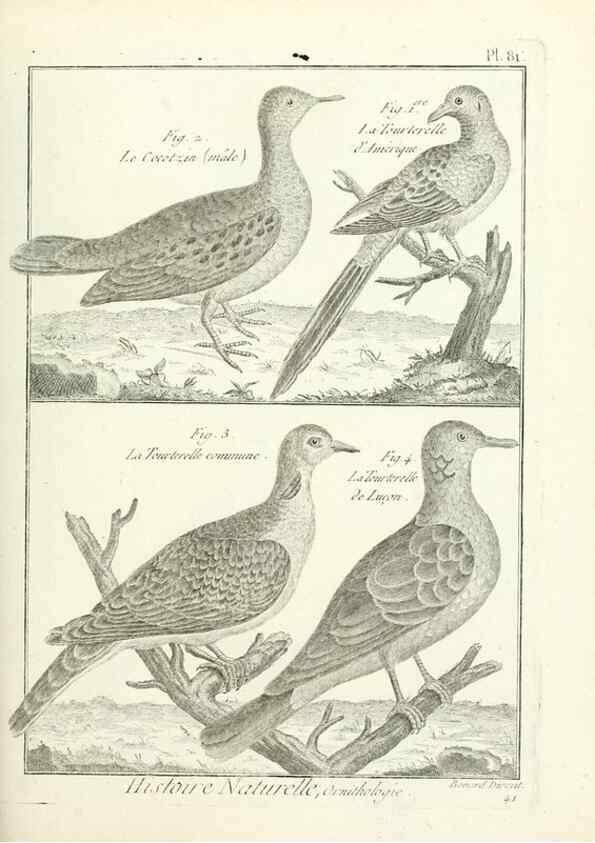 Reproducción/Reproduction 7850596998: Tableau encyclopédique et méthodique des trois règnes de la nature.. A Paris :Chez Mme. veuve Agasse ...,1823.