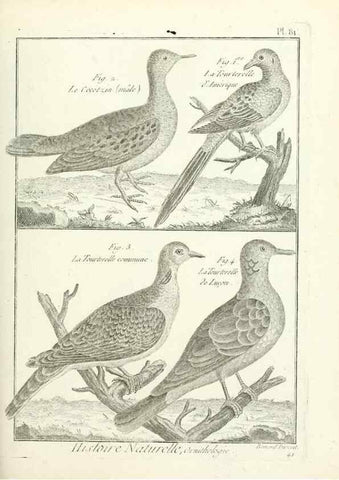 Reproducción/Reproduction 7850596998: Tableau encyclopédique et méthodique des trois règnes de la nature.. A Paris :Chez Mme. veuve Agasse ...,1823.