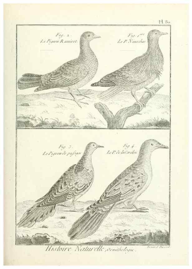 Reproducción/Reproduction 7850596410: Tableau encyclopédique et méthodique des trois règnes de la nature.. A Paris :Chez Mme. veuve Agasse ...,1823.