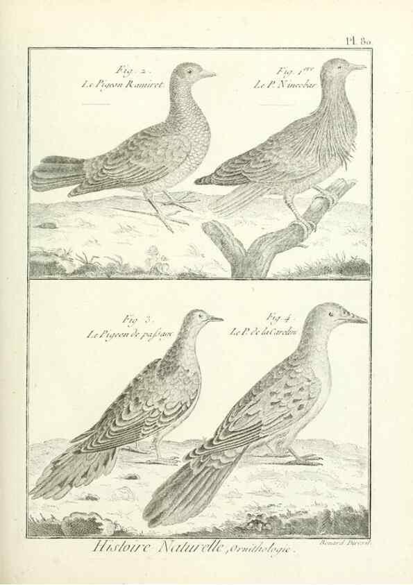 Reproducción/Reproduction 7850596410: Tableau encyclopédique et méthodique des trois règnes de la nature.. A Paris :Chez Mme. veuve Agasse ...,1823.