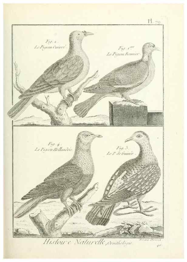 Reproducción/Reproduction 7850595758: Tableau encyclopédique et méthodique des trois règnes de la nature.. A Paris :Chez Mme. veuve Agasse ...,1823.