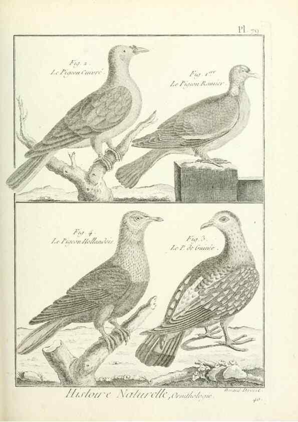 Reproducción/Reproduction 7850595758: Tableau encyclopédique et méthodique des trois règnes de la nature.. A Paris :Chez Mme. veuve Agasse ...,1823.