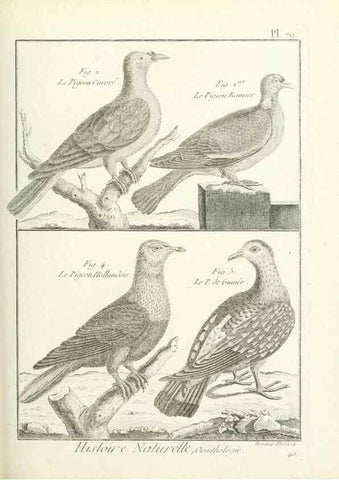 Reproducción/Reproduction 7850595758: Tableau encyclopédique et méthodique des trois règnes de la nature.. A Paris :Chez Mme. veuve Agasse ...,1823.