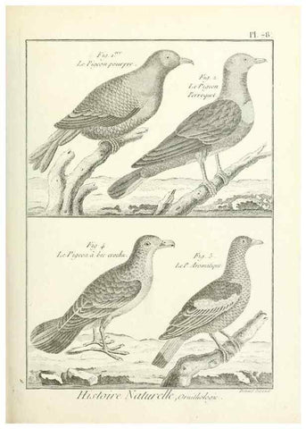 Reproducción/Reproduction 7850595156: Tableau encyclopédique et méthodique des trois règnes de la nature.. A Paris :Chez Mme. veuve Agasse ...,1823.