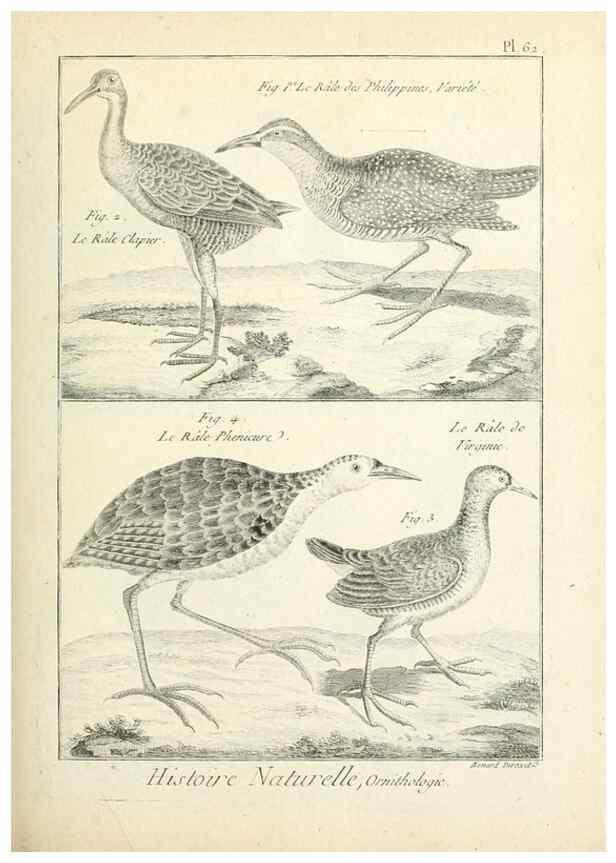 Reproducción/Reproduction 7850584430: Tableau encyclopédique et méthodique des trois règnes de la nature.. A Paris :Chez Mme. veuve Agasse ...,1823.