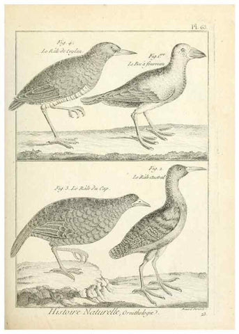 Reproducción/Reproduction 7850585152: Tableau encyclopédique et méthodique des trois règnes de la nature.. A Paris :Chez Mme. veuve Agasse ...,1823.