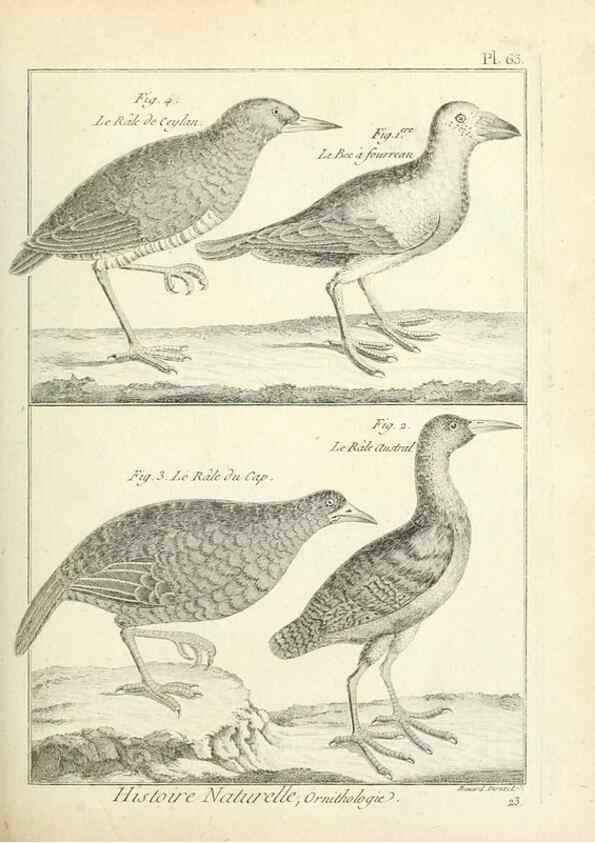 Reproducción/Reproduction 7850585152: Tableau encyclopédique et méthodique des trois règnes de la nature.. A Paris :Chez Mme. veuve Agasse ...,1823.