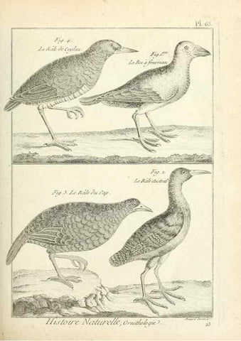Reproducción/Reproduction 7850585152: Tableau encyclopédique et méthodique des trois règnes de la nature.. A Paris :Chez Mme. veuve Agasse ...,1823.