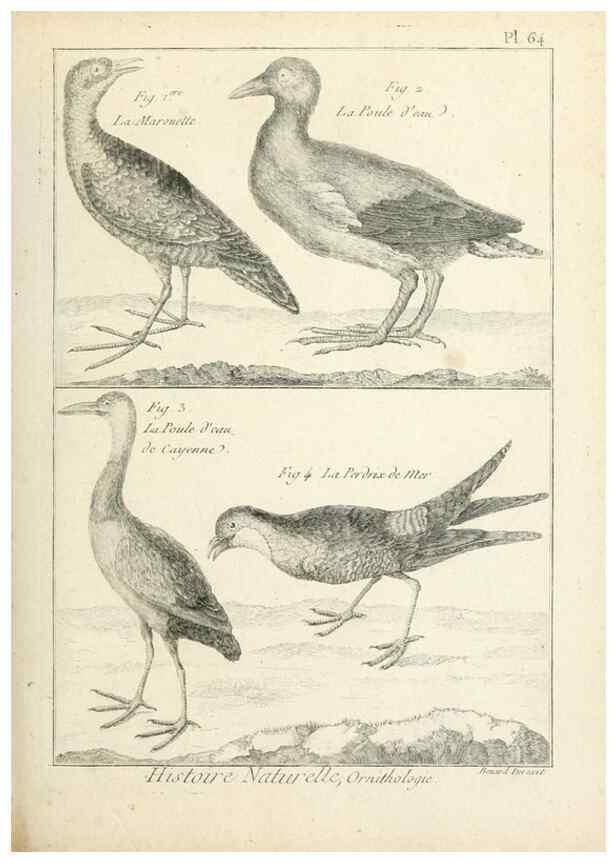 Reproducción/Reproduction 7850585764: Tableau encyclopédique et méthodique des trois règnes de la nature.. A Paris :Chez Mme. veuve Agasse ...,1823.