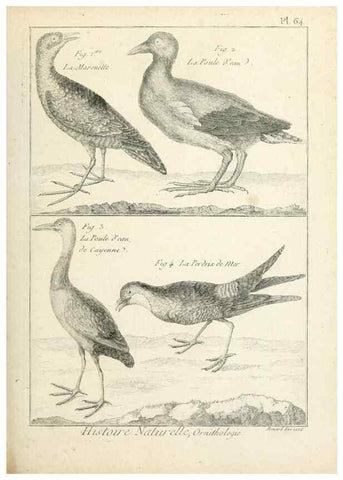 Reproducción/Reproduction 7850585764: Tableau encyclopédique et méthodique des trois règnes de la nature.. A Paris :Chez Mme. veuve Agasse ...,1823.