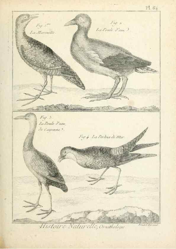 Reproducción/Reproduction 7850585764: Tableau encyclopédique et méthodique des trois règnes de la nature.. A Paris :Chez Mme. veuve Agasse ...,1823.