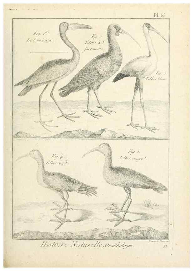 Reproducción/Reproduction 7850586462: Tableau encyclopédique et méthodique des trois règnes de la nature.. A Paris :Chez Mme. veuve Agasse ...,1823.
