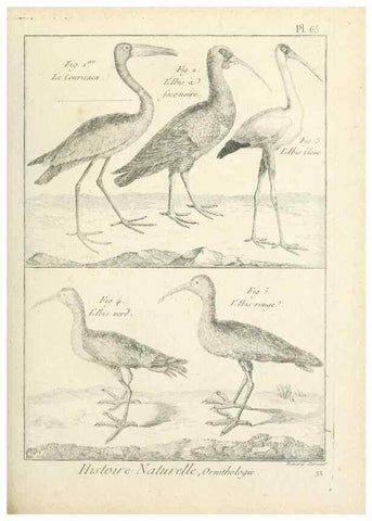 Reproducción/Reproduction 7850586462: Tableau encyclopédique et méthodique des trois règnes de la nature.. A Paris :Chez Mme. veuve Agasse ...,1823.