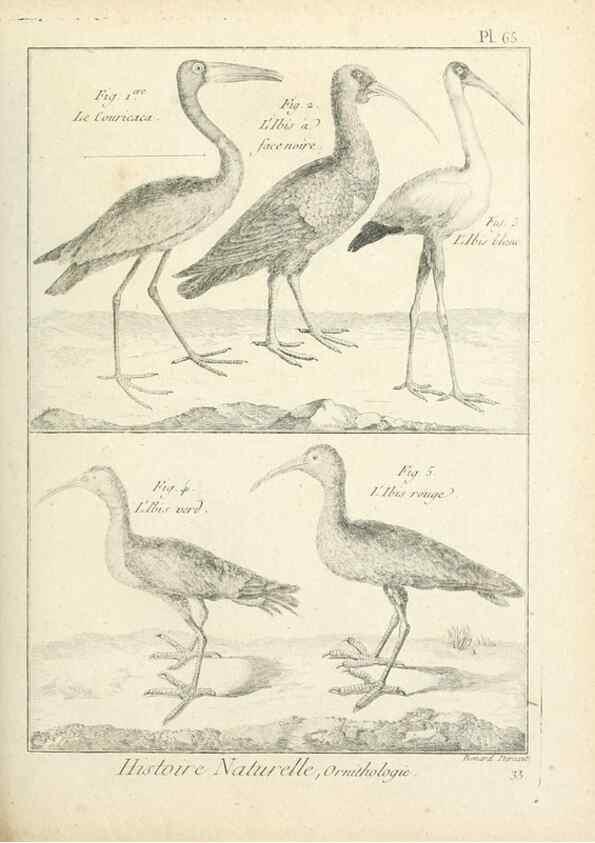 Reproducción/Reproduction 7850586462: Tableau encyclopédique et méthodique des trois règnes de la nature.. A Paris :Chez Mme. veuve Agasse ...,1823.