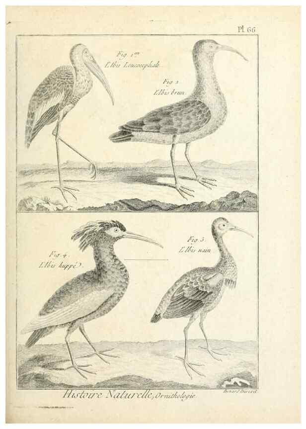 Reproducción/Reproduction 7850587130: Tableau encyclopédique et méthodique des trois règnes de la nature.. A Paris :Chez Mme. veuve Agasse ...,1823.