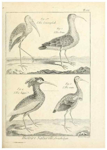 Reproducción/Reproduction 7850587130: Tableau encyclopédique et méthodique des trois règnes de la nature.. A Paris :Chez Mme. veuve Agasse ...,1823.