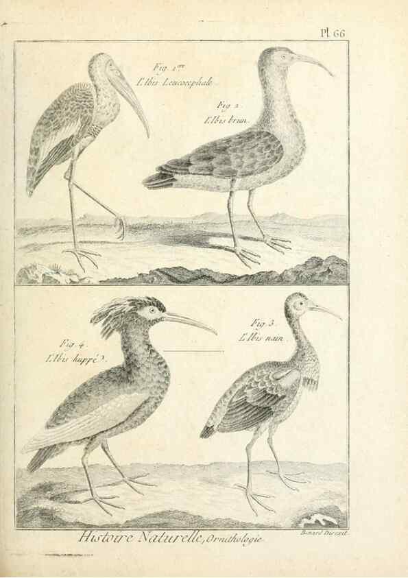 Reproducción/Reproduction 7850587130: Tableau encyclopédique et méthodique des trois règnes de la nature.. A Paris :Chez Mme. veuve Agasse ...,1823.