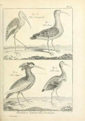 Reproducción/Reproduction 7850587130: Tableau encyclopédique et méthodique des trois règnes de la nature.. A Paris :Chez Mme. veuve Agasse ...,1823.