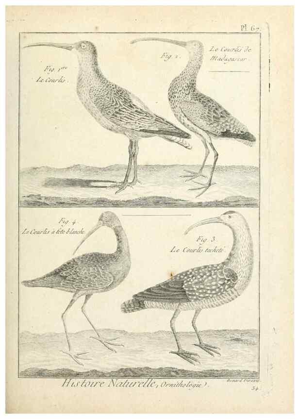 Reproducción/Reproduction 7850588094: Tableau encyclopédique et méthodique des trois règnes de la nature.. A Paris :Chez Mme. veuve Agasse ...,1823.