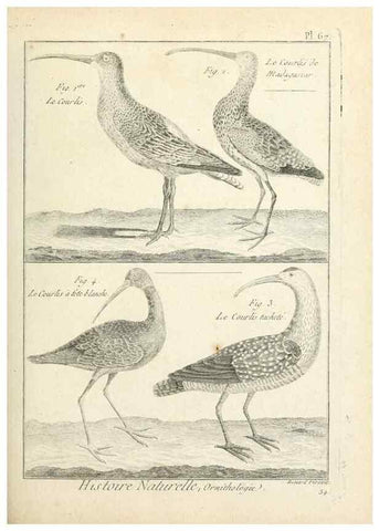 Reproducción/Reproduction 7850588094: Tableau encyclopédique et méthodique des trois règnes de la nature.. A Paris :Chez Mme. veuve Agasse ...,1823.