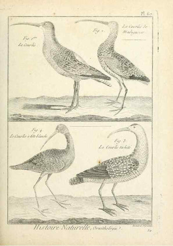 Reproducción/Reproduction 7850588094: Tableau encyclopédique et méthodique des trois règnes de la nature.. A Paris :Chez Mme. veuve Agasse ...,1823.