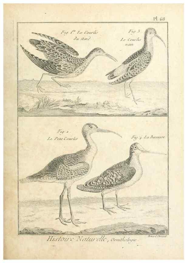 Reproducción/Reproduction 7850588738: Tableau encyclopédique et méthodique des trois règnes de la nature.. A Paris :Chez Mme. veuve Agasse ...,1823.
