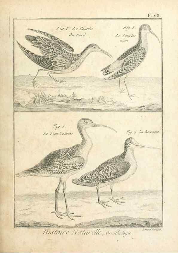 Reproducción/Reproduction 7850588738: Tableau encyclopédique et méthodique des trois règnes de la nature.. A Paris :Chez Mme. veuve Agasse ...,1823.