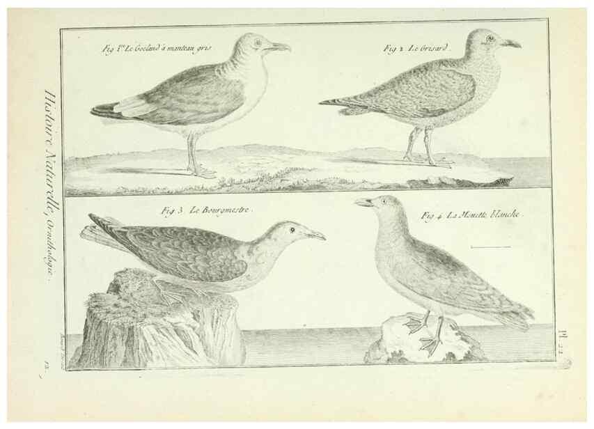 Reproducción/Reproduction 7850559760: Tableau encyclopédique et méthodique des trois règnes de la nature.. A Paris :Chez Mme. veuve Agasse ...,1823.