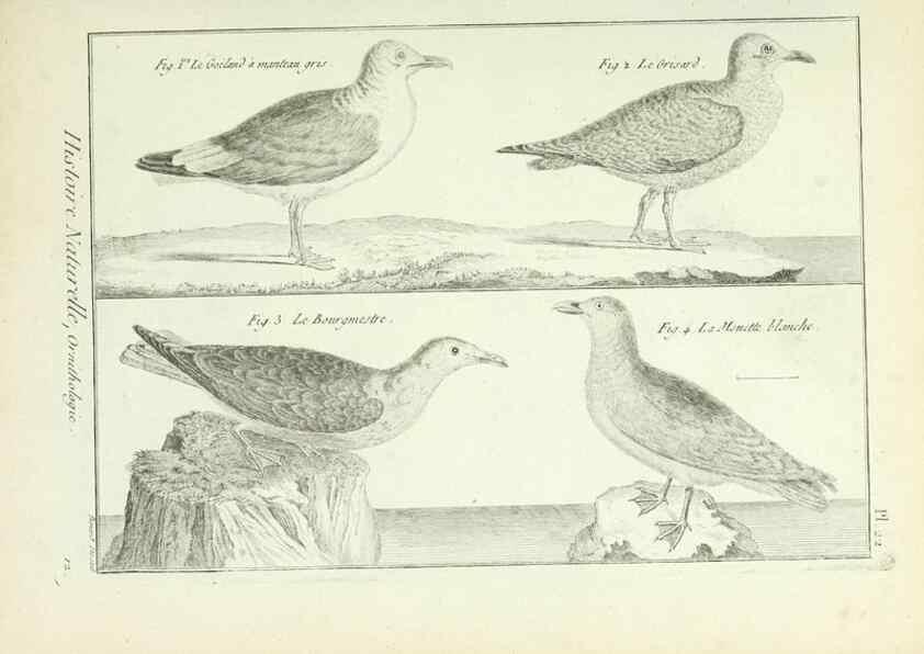 Reproducción/Reproduction 7850559760: Tableau encyclopédique et méthodique des trois règnes de la nature.. A Paris :Chez Mme. veuve Agasse ...,1823.