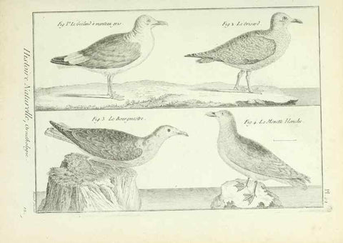 Reproducción/Reproduction 7850559760: Tableau encyclopédique et méthodique des trois règnes de la nature.. A Paris :Chez Mme. veuve Agasse ...,1823.