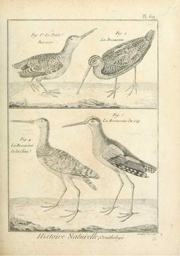 Reproducción/Reproduction 7850589408: Tableau encyclopédique et méthodique des trois règnes de la nature.. A Paris :Chez Mme. veuve Agasse ...,1823.