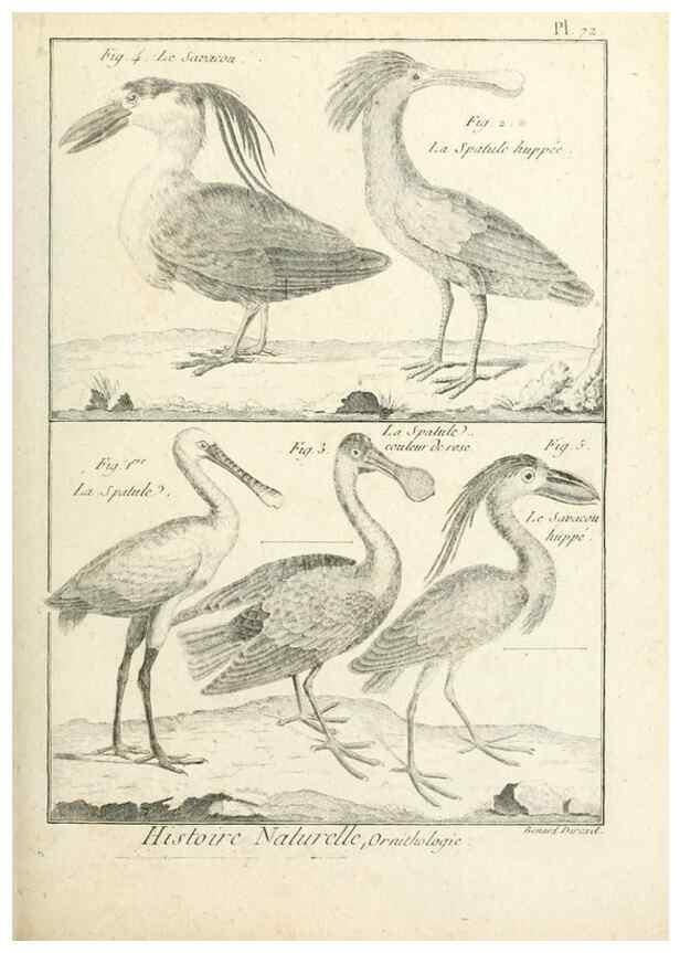 Reproducción/Reproduction 7850591238: Tableau encyclopédique et méthodique des trois règnes de la nature.. A Paris :Chez Mme. veuve Agasse ...,1823.