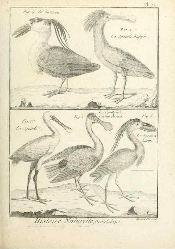 Reproducción/Reproduction 7850591238: Tableau encyclopédique et méthodique des trois règnes de la nature.. A Paris :Chez Mme. veuve Agasse ...,1823.