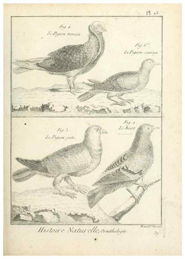 Reproducción/Reproduction 7850591874: Tableau encyclopédique et méthodique des trois règnes de la nature.. A Paris :Chez Mme. veuve Agasse ...,1823.