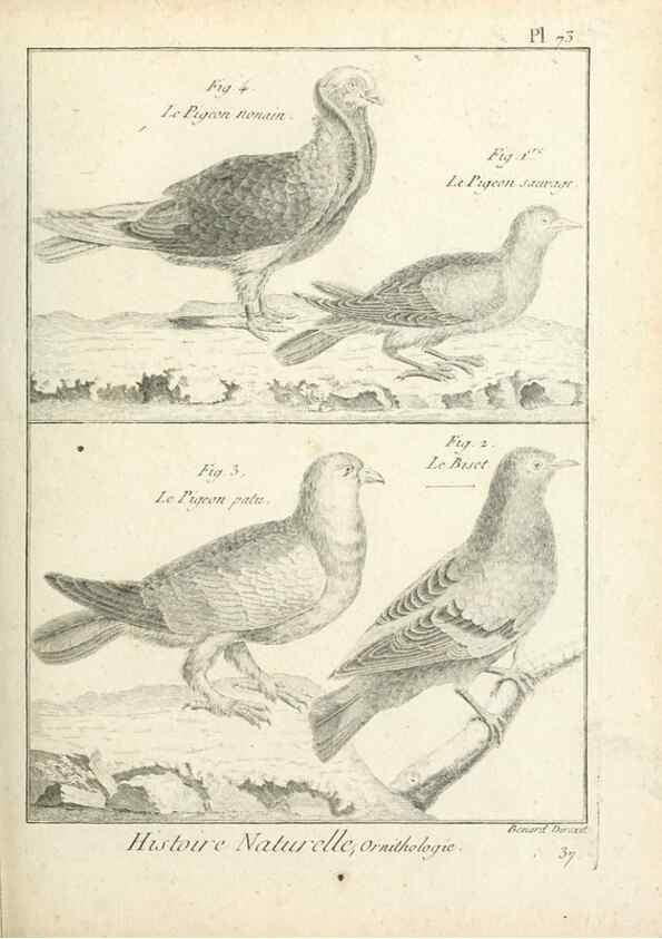 Reproducción/Reproduction 7850591874: Tableau encyclopédique et méthodique des trois règnes de la nature.. A Paris :Chez Mme. veuve Agasse ...,1823.