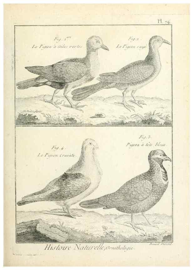 Reproducción/Reproduction 7850592576: Tableau encyclopédique et méthodique des trois règnes de la nature.. A Paris :Chez Mme. veuve Agasse ...,1823.