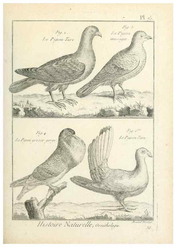 Reproducción/Reproduction 7850593230: Tableau encyclopédique et méthodique des trois règnes de la nature.. A Paris :Chez Mme. veuve Agasse ...,1823.