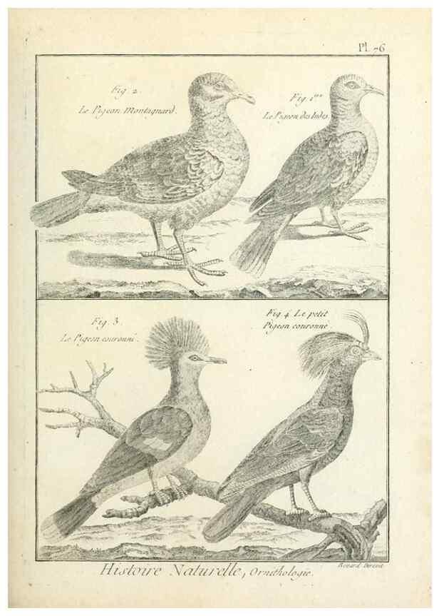 Reproducción/Reproduction 7850593948: Tableau encyclopédique et méthodique des trois règnes de la nature.. A Paris :Chez Mme. veuve Agasse ...,1823.