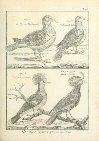 Reproducción/Reproduction 7850593948: Tableau encyclopédique et méthodique des trois règnes de la nature.. A Paris :Chez Mme. veuve Agasse ...,1823.