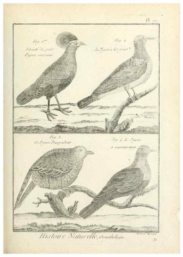 Reproducción/Reproduction 7850594528: Tableau encyclopédique et méthodique des trois règnes de la nature.. A Paris :Chez Mme. veuve Agasse ...,1823.