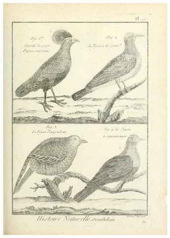 Reproducción/Reproduction 7850594528: Tableau encyclopédique et méthodique des trois règnes de la nature.. A Paris :Chez Mme. veuve Agasse ...,1823.