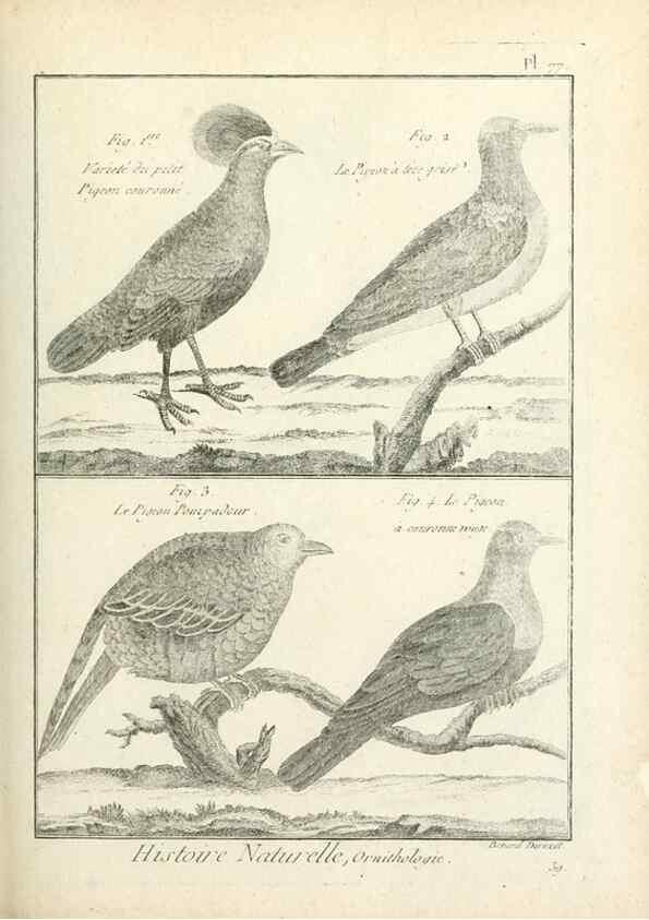 Reproducción/Reproduction 7850594528: Tableau encyclopédique et méthodique des trois règnes de la nature.. A Paris :Chez Mme. veuve Agasse ...,1823.