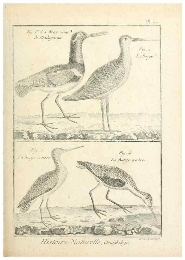 Reproducción/Reproduction 7850590046: Tableau encyclopédique et méthodique des trois règnes de la nature.. A Paris :Chez Mme. veuve Agasse ...,1823.