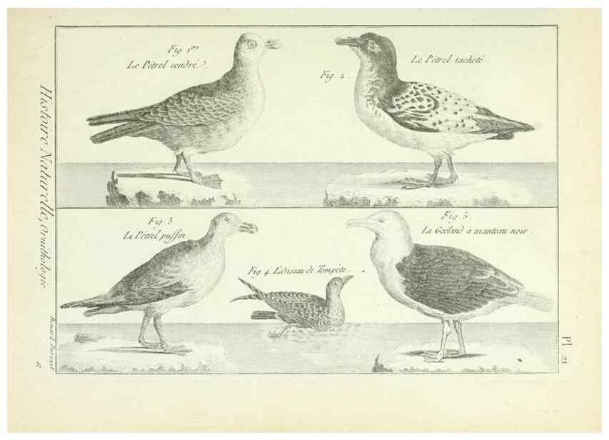 Reproducción/Reproduction 7850559146: Tableau encyclopédique et méthodique des trois règnes de la nature.. A Paris :Chez Mme. veuve Agasse ...,1823.