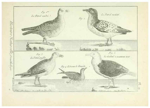 Reproducción/Reproduction 7850559146: Tableau encyclopédique et méthodique des trois règnes de la nature.. A Paris :Chez Mme. veuve Agasse ...,1823.