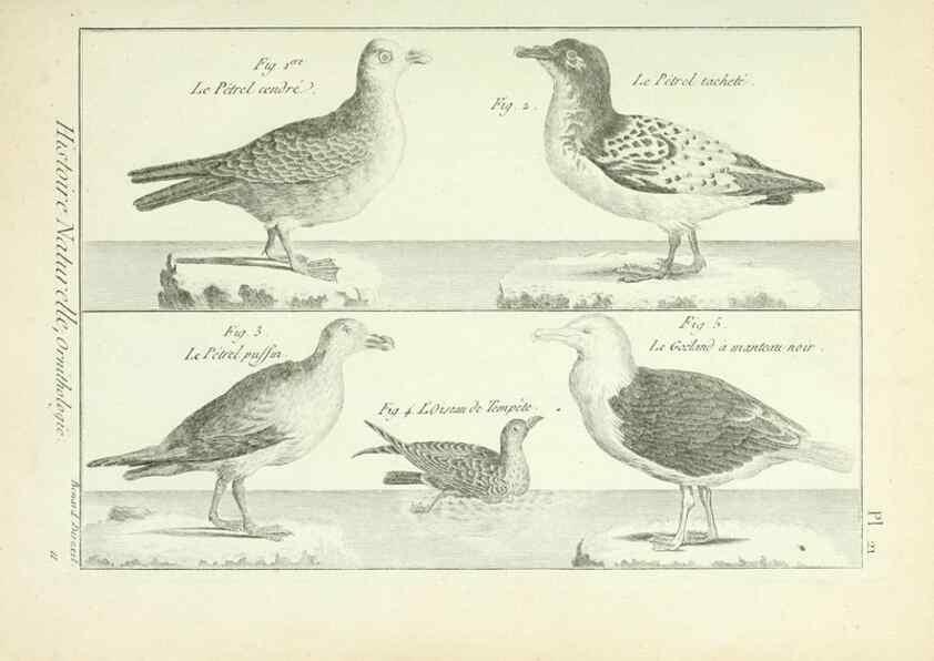 Reproducción/Reproduction 7850559146: Tableau encyclopédique et méthodique des trois règnes de la nature.. A Paris :Chez Mme. veuve Agasse ...,1823.