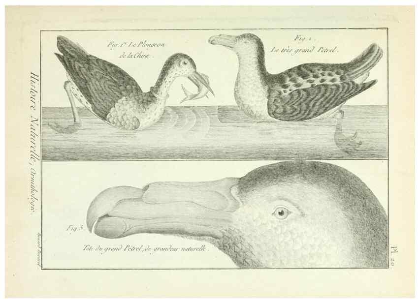 Reproducción/Reproduction 7850558670: Tableau encyclopédique et méthodique des trois règnes de la nature.. A Paris :Chez Mme. veuve Agasse ...,1823.