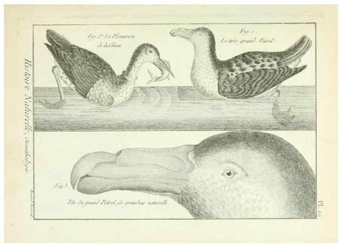 Reproducción/Reproduction 7850558670: Tableau encyclopédique et méthodique des trois règnes de la nature.. A Paris :Chez Mme. veuve Agasse ...,1823.