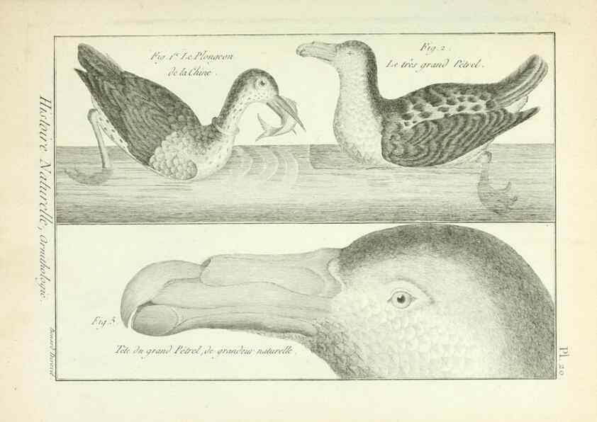 Reproducción/Reproduction 7850558670: Tableau encyclopédique et méthodique des trois règnes de la nature.. A Paris :Chez Mme. veuve Agasse ...,1823.