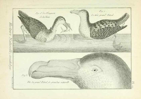 Reproducción/Reproduction 7850558670: Tableau encyclopédique et méthodique des trois règnes de la nature.. A Paris :Chez Mme. veuve Agasse ...,1823.